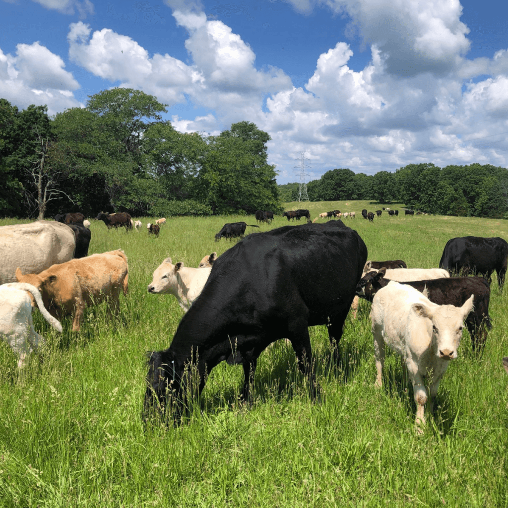 Di Balik Piring Kita: Kisah Peternak yang Berjaga-jaga Menyambut Gelombang Konsumsi 2026