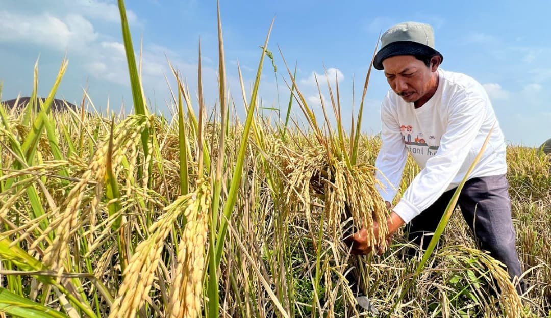 Di Balik Senyum Petani: Kisah Bantuan Akhir Tahun yang Mengubah Nasib Musim Tanam