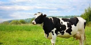 Dari Peternakan Australia ke Cangkir Susu Kita: Kisah 1.383 Sapi Perah yang Mengubah Masa Depan Pangan Indonesia