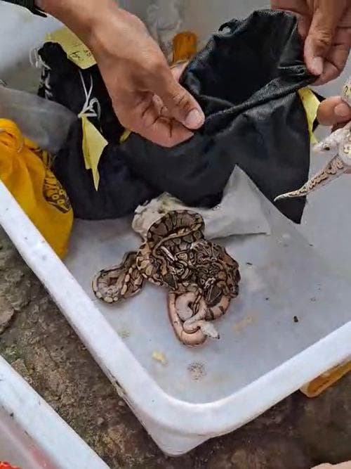 Dari Bali ke Rusia: Kisah Nyata Penyelundupan 202 Satwa yang Gagal Total di Bandara Ngurah Rai