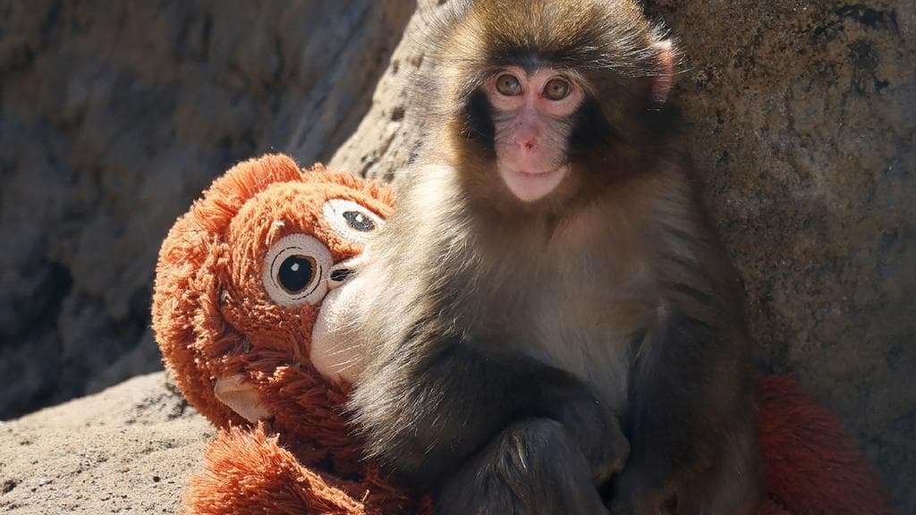 Dari Penolakan ke Fenomena Global: Bagaimana Seekor Bayi Monyet Mengubah Nasib Boneka IKEA dalam Semalam