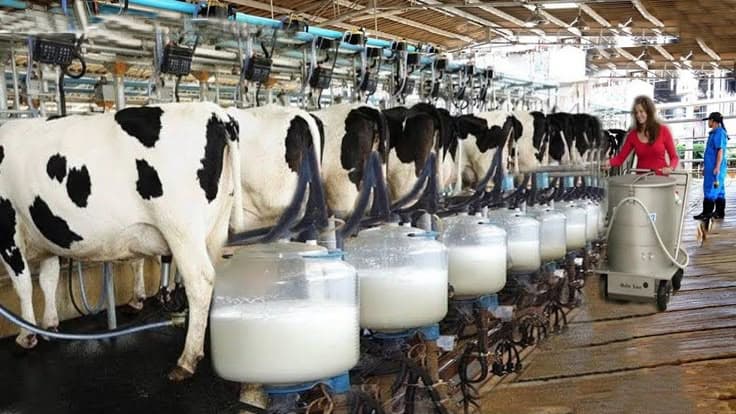 Peternakan 4.0: Ketika Kandang Ayam Lebih Cerdas dari Kantor Kita