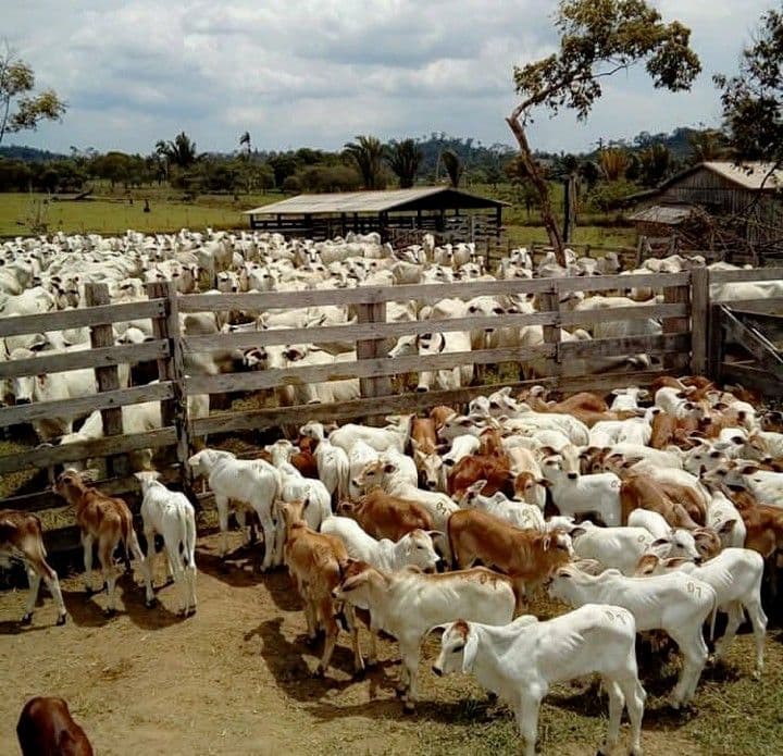 Menggagas Peternakan Masa Depan: Dari Ladang Konvensional Menuju Ekosistem Harmonis