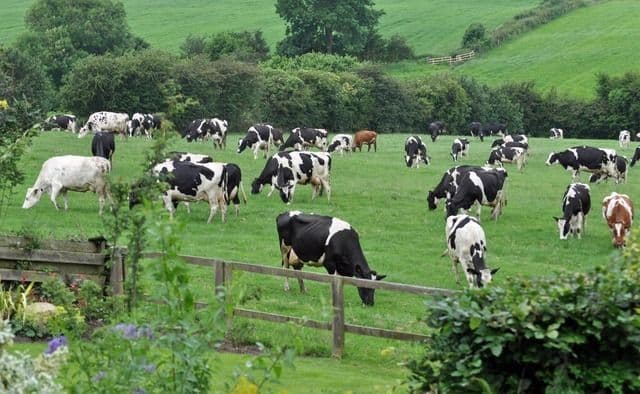 Dari Kandang ke Piring: Kisah Peternakan Sebagai Penjaga Gizi Bangsa